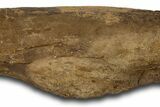 Fossil Hadrosaur (Edmontosaurus) Femur - Wyoming #382565-5